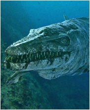 Tylosaur, tylosaurus, sea monsters