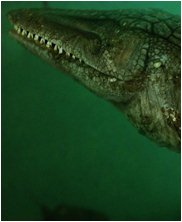 Tylosaur, tylosaurus, sea monsters