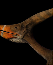 pteranodon, pterosaur, sea monsters