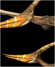 pteranodon, pterosaur, sea monsters