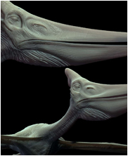 pteranodon, pterosaur, sea monsters