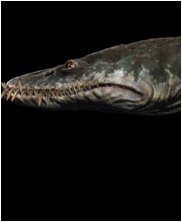 Styxosaurus, Styxosaurus Snowii, sea monsters